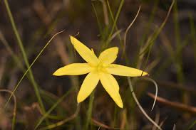 Image result for Hypoxis