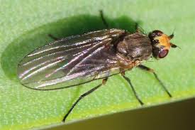 Image result for phytomyza gymnostoma