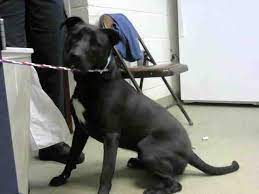 What growth milestones do lab puppies hit? Labrador Retriever Dog For Adoption In Fayetteville Nc Adn 814036 On Puppyfinder Com Gender Mal Labrador Retriever Puppies Labrador Retriever Labrador Puppy