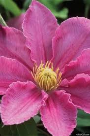 Many of the double flowers are. Beautiful Flowers On Make A Gif Clematis Vine
