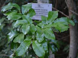 Image result for Bersama lucens