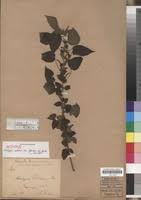 Image result for Acalypha volkensii