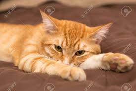 The orange chat (epthianura aurifrons) is endemic to australia. Orange Cat Is Lying On The Bed Stock Photo Picture And Royalty Free Image Image 27754606