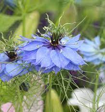 How To Grow Nigella British Wild Flowers Flower Seeds Nigella