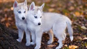 They similarly do not bark a great deal, nonetheless value sobbing occasionally. Hd Wallpaper Cute Puppy Dog Breed Husky Siberian Husky Puppies Sled Dog Wallpaper Flare