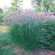 The grass plant uses the energy from sunlight to produce sugar (glucose). Rose Fountain Grass Michigan Bulb