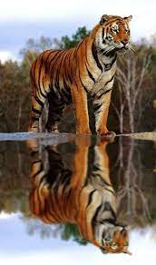 Stunning Tiger Reflection Tigers Reflections Animals Wildlife Tiger Pictures Wild Cats Majestic Animals