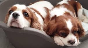 Maybe you would like to learn more about one of these? These Four Dogs Need Forever Homes Can You Help Birmingham Live