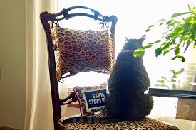 Give christmas cactus plants fertilizer every four weeks from late winter when it begins to put on new growth to late summer. Is Christmas Cactus Toxic To Cats Gardener S Path