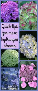How To Protect Your Hydrangea For The Winter Hydrangea Not Blooming Hydrangea Garden Garden Shrubs
