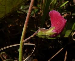 Image result for Adenodolichos