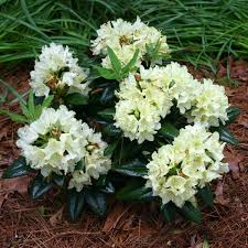 Image result for Rhododendron