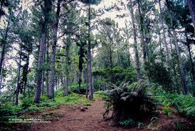 Jardin De Vaipahi Nature Nature