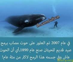 تفاصيل برج الحوت اليوم موقع مصري Whale Animals Pisces