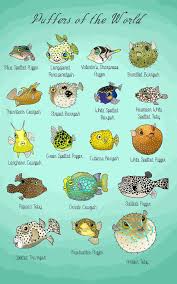 A Small Study Of Puffer Species Which As It Turns Out Happily Encompasses The Fascinating Porcupinefish Cowf Marine Biology Marine Animals Ocean Creatures