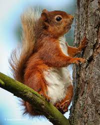 Red Squirrel Red Squirrel Squirrel Animals