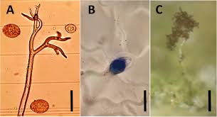 Image result for peronospora grapevine