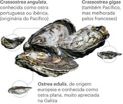 Radiografia Da Producao Nacional De Ostras Todo O Peixe E Nobre Publico