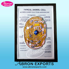 Maybe you would like to learn more about one of these? Animal Cell Division Binary Model Zoology On Board Model Animal Zoology 3d Abronexport Com