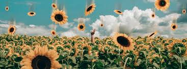 The Sunflowers By Mary Oliver Poeticous Poems Essays And Short Stories Sunflower Poem Mary Oliver Sunflower