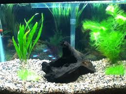 Neon Tetras 10 Gallon Tank Neon Diy Decor Gallon