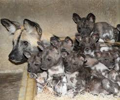 African painted dogs ( lycaon pictus ) are genetically unique in the world of canids. Ten 10 African Wild Dog Puppies Born At Brookfield Zoo Zooborns