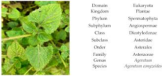 Image result for Ageratum conyzoides