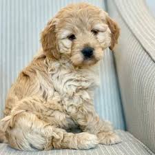 Dogs whose coats are home brushed. Richmond Cavapoo Pups Request Information Pet Breeders Phoenix Az Phone Number