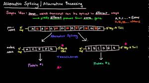Alternative splicing is critical for human gene expression regulation, which plays a determined role in expanding the diversity of functional proteins. Alternative Splicing Alternative Processing Eukaryotes Youtube