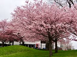 Image result for Prunus serrulata