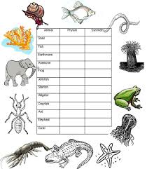 Animal Symmetry And Phyla Biology Junction