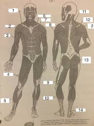 Each organ or muscle consists of skeletal in some muscles the fibers are parallel to the long axis of the muscle; Fitness And Wellness Major Muscles Diagram Quizlet
