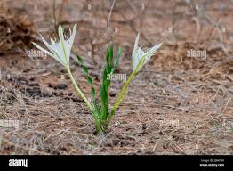 Image result for Pancratium tenuifolium