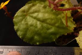 Image result for Begonia pulcherrima