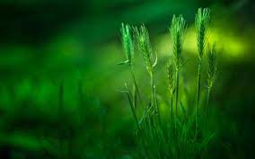 Pin On Green Color Wallpapers For Desktops That Can Protect Your Eyes
