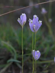 Image result for Burmannia