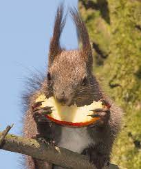 Eating An Apple By Starykocur On Deviantart Squirrel Funny Cute Squirrel Happy Squirrel