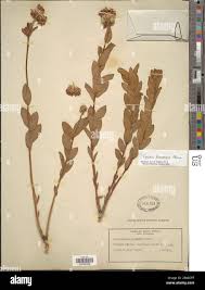 Image result for Gnidia kraussiana