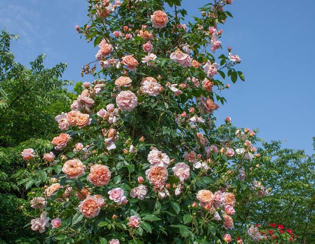 Colette™ | Bloomables