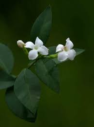 Image result for Carissa tetramera