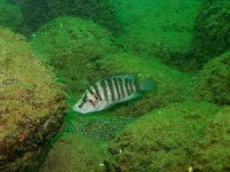 Altolamprologus Compressiceps Goller Okyanus