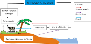 Ini dilakukan melalui proses yang disebut dengan mineralisasi. Siklus Nitrogen Pengertian Proses Contohnya
