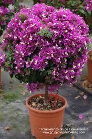 Pin By Dedy Adriady On Bougainvillea Flower Seeds Beautiful Flowers Plants