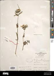 Image result for Guizotia scabra