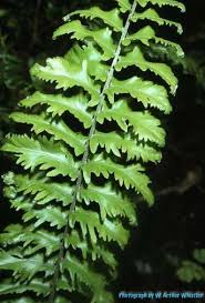 Image result for Nephrolepis biserrata