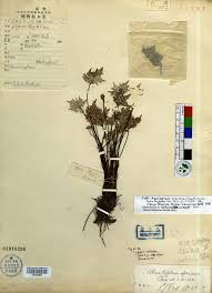 Image result for Sinopteridaceae