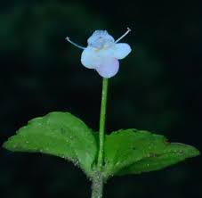 Image result for Craterostigma nummulariifolium