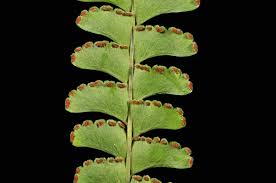 Image result for Lindsaeaceae