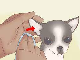 Chihuahuas need to be vaccinated for serious diseases within their first 2 months. How To Care For Your Chihuahua Puppy With Pictures Wikihow