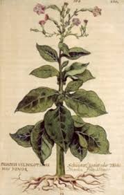 See more ideas about tobacco, plants, tobacco plant. Tobacco